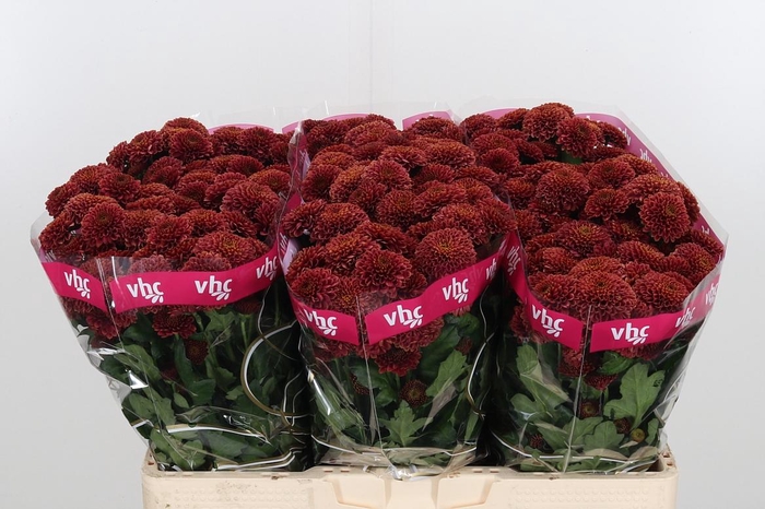 <h4>Chr San Aaa Doria Ch</h4>