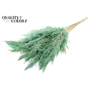 Pampas Grass 70cm 10st/bunch Bleached Frosted Mint