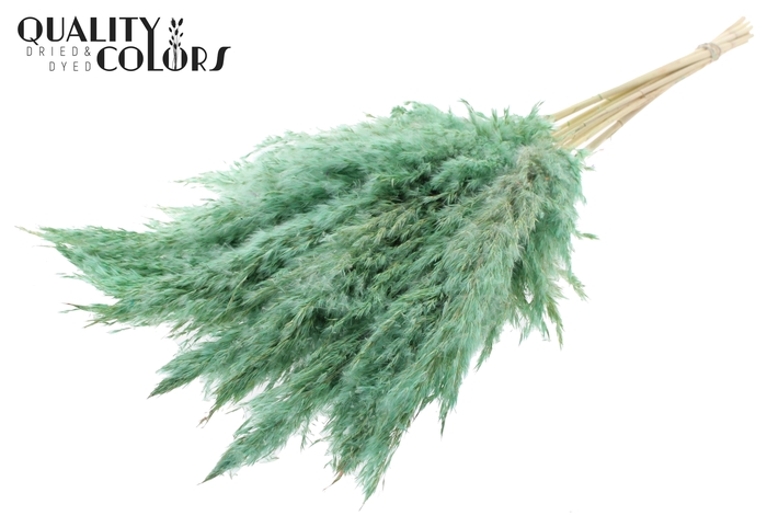 <h4>Pampas Grass 70cm 10st/bunch Bleached Frosted Mint</h4>