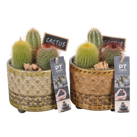 <h4>PTCT4636 Arrangementen Cactus</h4>