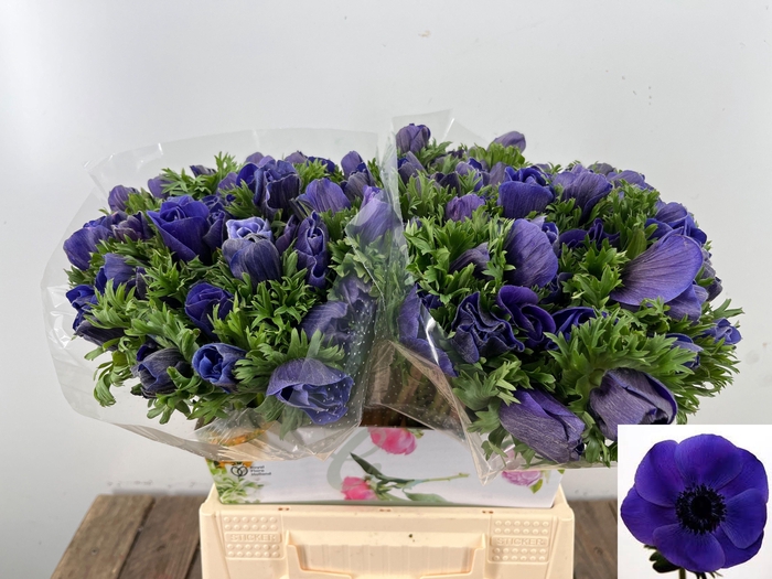 <h4>ANEM CO MAR BLUE</h4>