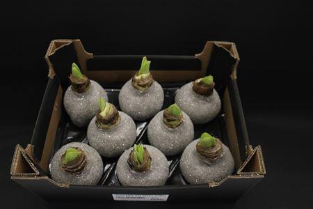 <h4>Amaryllis Bol Titaan Glitter</h4>