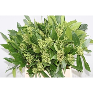 Skimmia Kew Green Pbs(45cm)x4