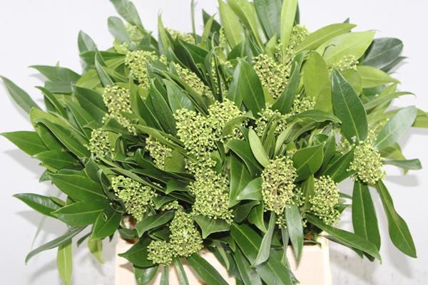 <h4>Skimmia Kew Green Pbs(45cm)x4</h4>
