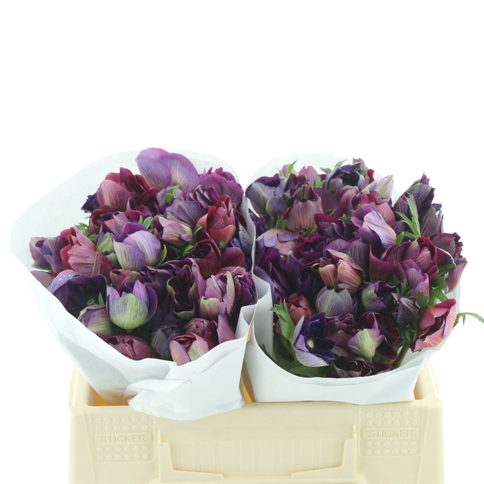<h4>Anem Mistral Bordeaux Extra</h4>