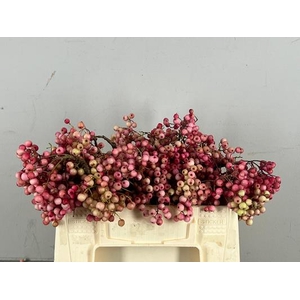 Sorbus Pink Pearl