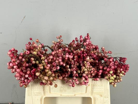 Sorbus Pink Pearl