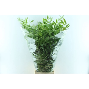 Ruscus Italy Large 100cm ( 4 Stem )