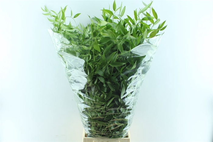 <h4>Ruscus Italy Large 100cm ( 4 Stem )</h4>