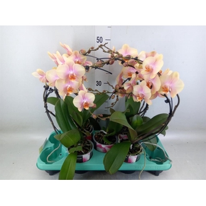 Phalaenopsis   ...