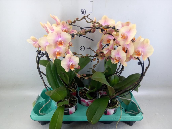<h4>Phalaenopsis ...</h4>