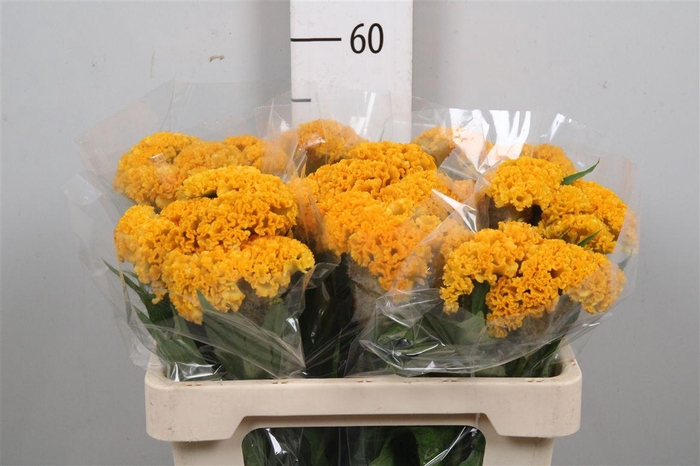 <h4>Cel C Reprise Gold</h4>