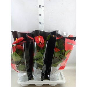 Anthurium andr. 'Madural'