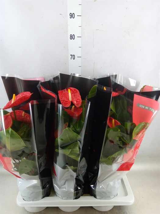 <h4>Anthurium andr. 'Madural'</h4>