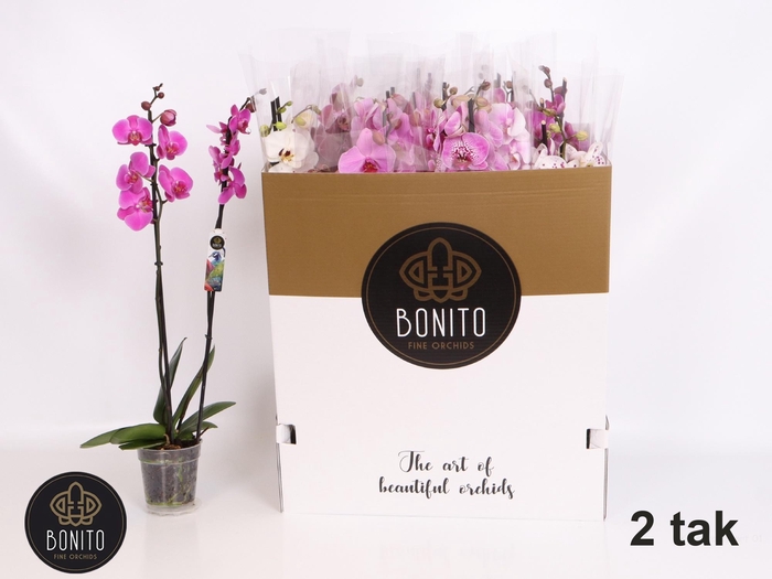 <h4>PHAL GEM 7 KL</h4>