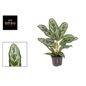 Aglaonema Laurel Green