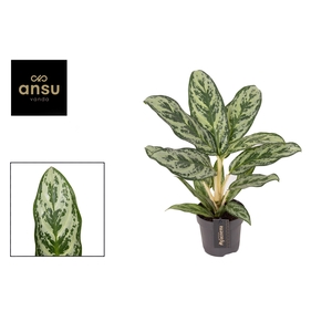 Aglaonema Laurel Green