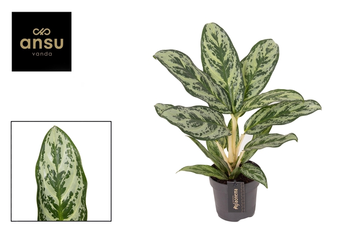 <h4>Aglaonema Laurel Green</h4>