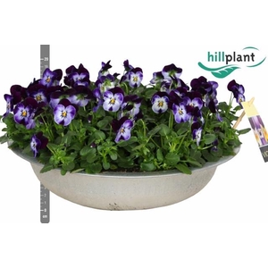 VIO CO EM JOLLY FACE