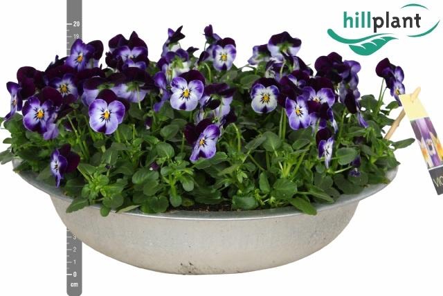 <h4>VIO CO EM JOLLY FACE</h4>