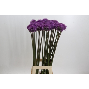 Allium 'Dark Knight'