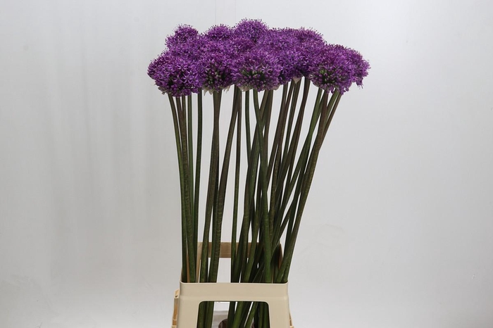 Allium Dark Knight