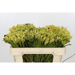 Kaaps Groen Berzelia Yellow