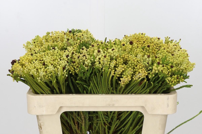 <h4>Kaaps Groen Berzelia Yellow</h4>