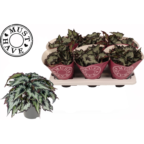 <h4>Bladbegonia Rex Green Valley MUST HAVE</h4>