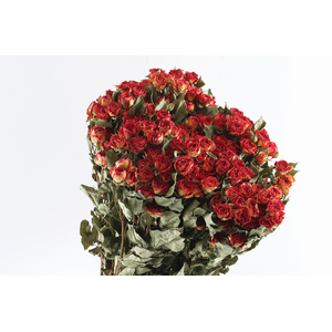 Roses Spray Orange Natural