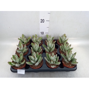 Kalanchoe NF tomentosa