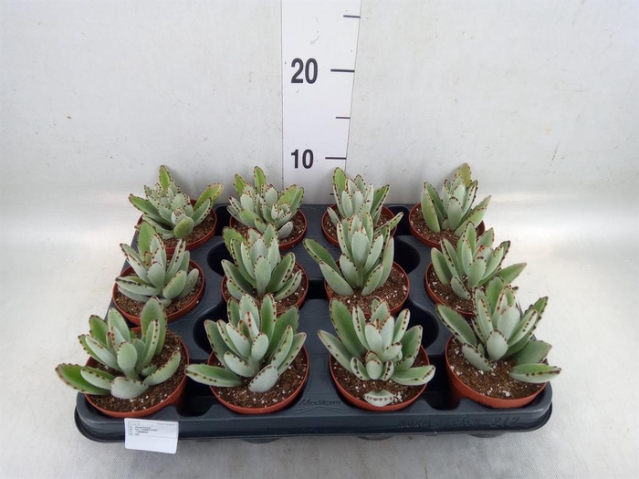 <h4>Kalanchoe NF tomentosa</h4>