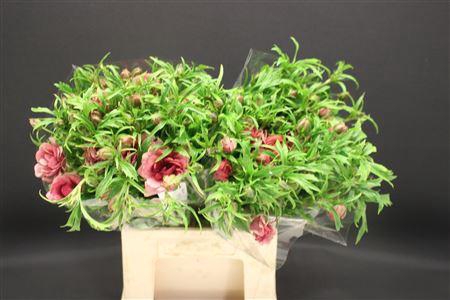 <h4>Ran Moderna Energia</h4>