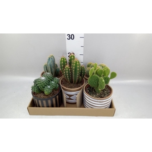 Cactus   ...