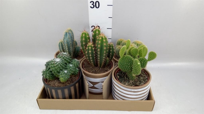 <h4>Cactus   ...</h4>