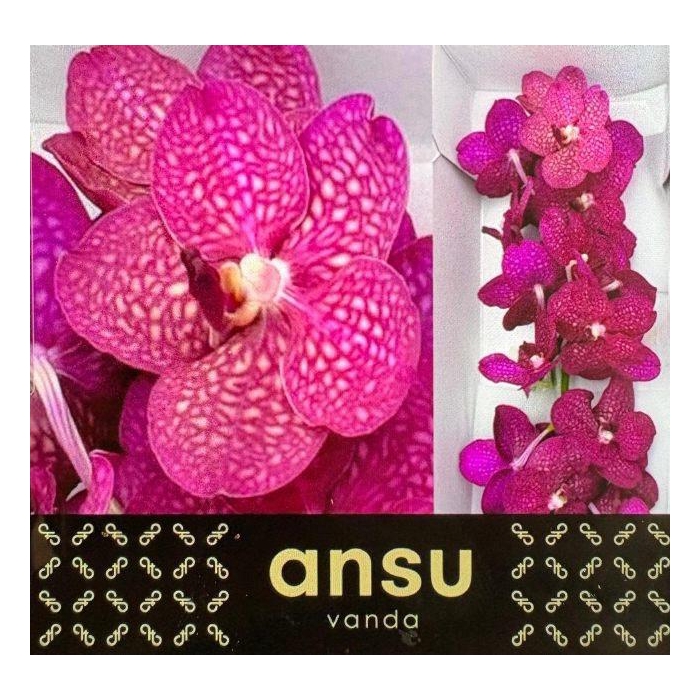 <h4>Vanda S Mag Fuchsia</h4>