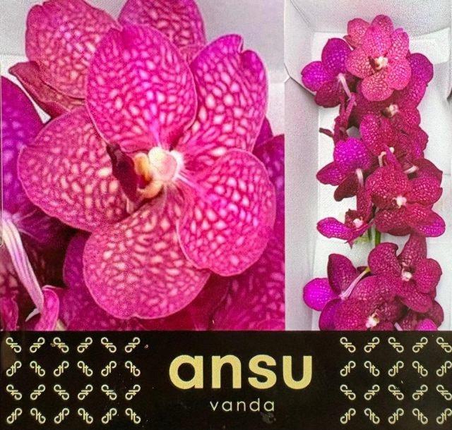 Vanda S Mag Fuchsia