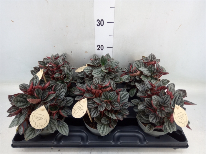 <h4>Peperomia</h4>