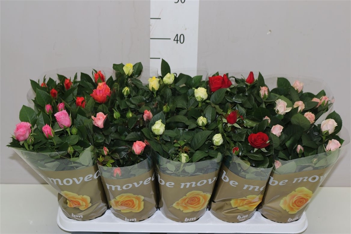<h4>Rosa Beau Monde Gemengd</h4>