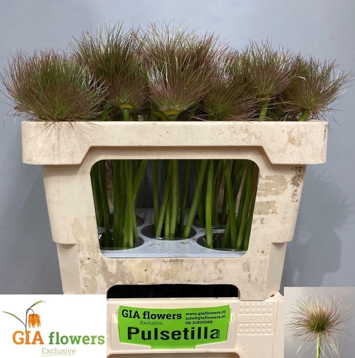 <h4>PULSA VULG ZAADPLUIZ</h4>