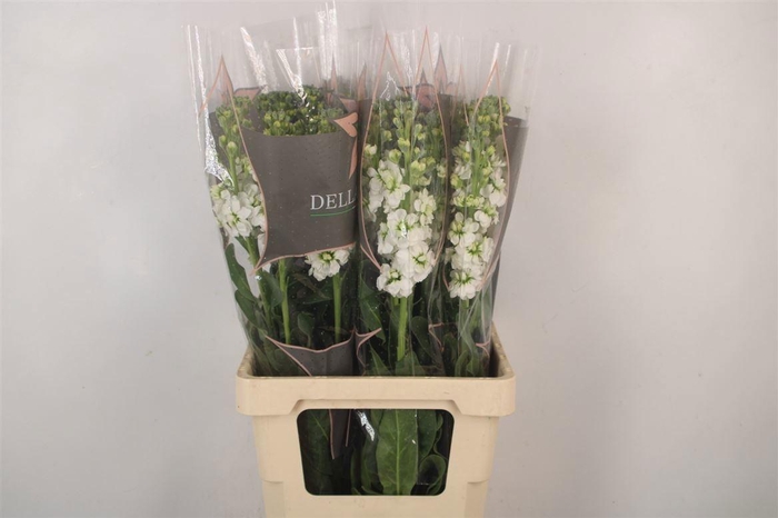 <h4>MATTH PHANT WHITE</h4>