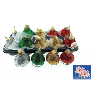 BLOEMBOL HIPPEASTRUM