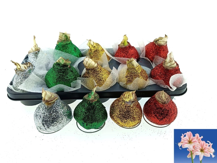 <h4>BLOEMBOL HIPPEASTRUM</h4>