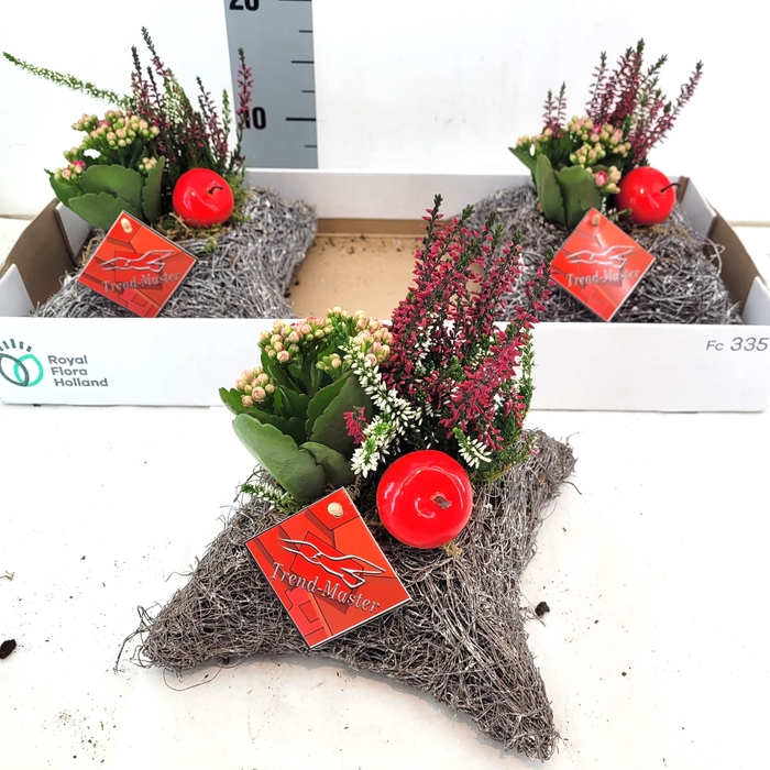 <h4>ARR TUINPLANTEN</h4>