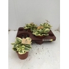 Peperomia