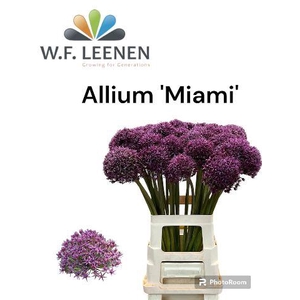 Decorum Allium 'miami' 996