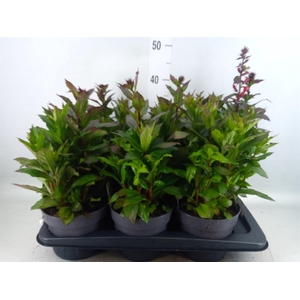 Lobelia speciosa 'Fan Scarlet'