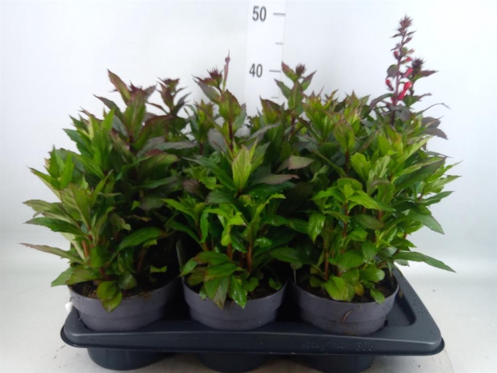 <h4>Lobelia speciosa 'Fan Scarlet'</h4>