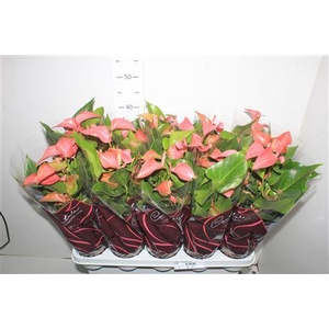 Anthu Fl Romantico 5+