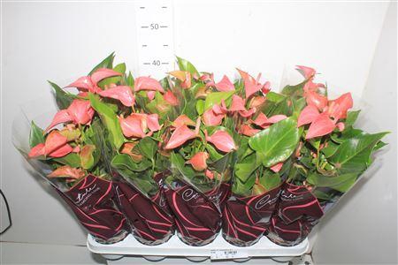 <h4>Anthu Fl Romantico 5+</h4>